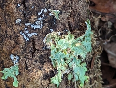 Punctelia subrudecta