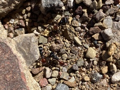 Pogonomyrmex rugosus