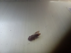 Homalodisca vitripennis