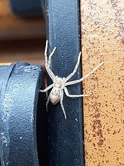 Philodromus rufus