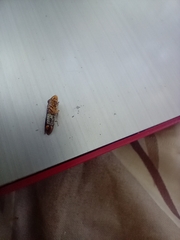 Homalodisca vitripennis