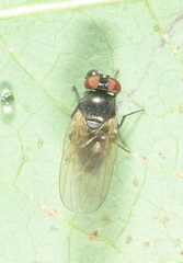 Lonchaea