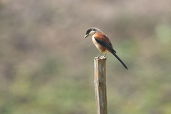 Lanius collurioides