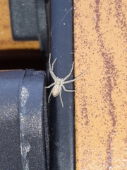 Philodromus rufus