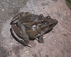 Ptychadena anchietae