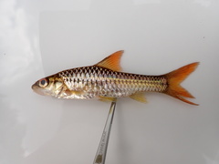 Enteromius radiatus