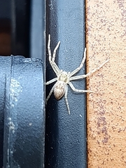 Philodromus rufus