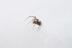 Pityohyphantes phrygianus