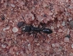 Paltothyreus tarsatus