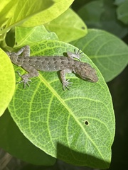 Cyrtodactylus marmoratus