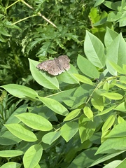 Tagiadini