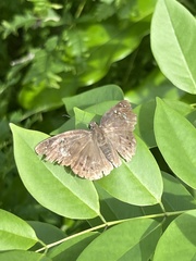 Tagiadini