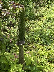 Amorphophallus