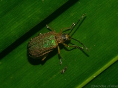 Hoplostines laporteae