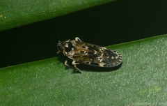 Plectoderini