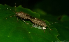 Bathrus variegatus