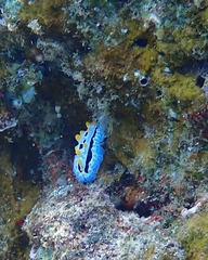 Phyllidia coelestis
