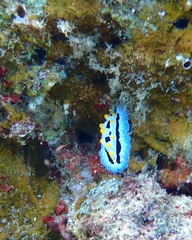 Phyllidia coelestis