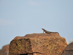 Karusasaurus polyzonus