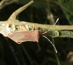 Anasa varicornis