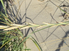 Elymus farctus