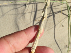 Elymus farctus