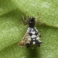 Micrathena picta