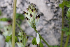 Fumaria capreolata