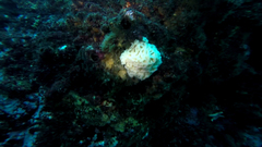 Calcarea