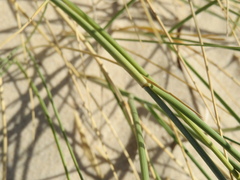 Elymus farctus
