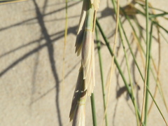Elymus farctus
