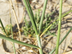 Elymus farctus