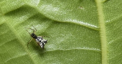 Micrathena picta