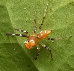 Noegus