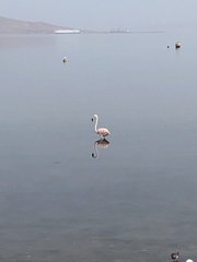 Phoenicopterus chilensis