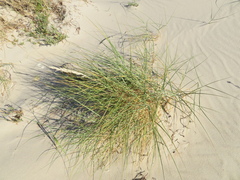 Elymus farctus