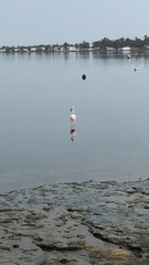 Phoenicopterus chilensis