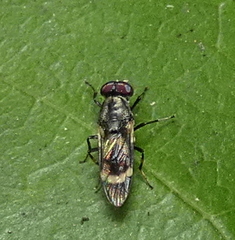 Euryneura