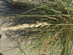 Elymus farctus