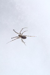 Pityohyphantes phrygianus