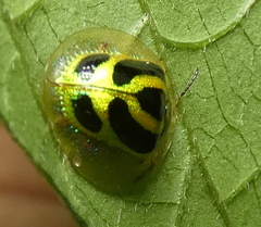 Coptocycla arcuata