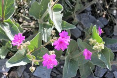 Mirabilis rotundifolia