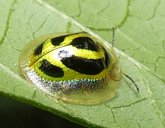 Coptocycla arcuata