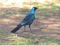 Lamprotornis australis