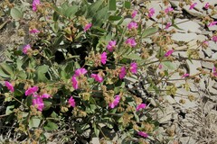 Mirabilis rotundifolia