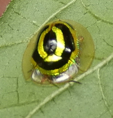 Coptocycla arcuata