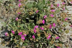 Mirabilis rotundifolia