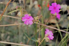 Mirabilis rotundifolia
