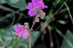 Mirabilis rotundifolia