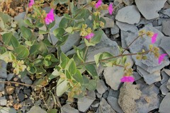 Mirabilis rotundifolia